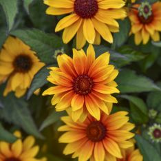 Heliopsis helianthoides Sundial PPAF